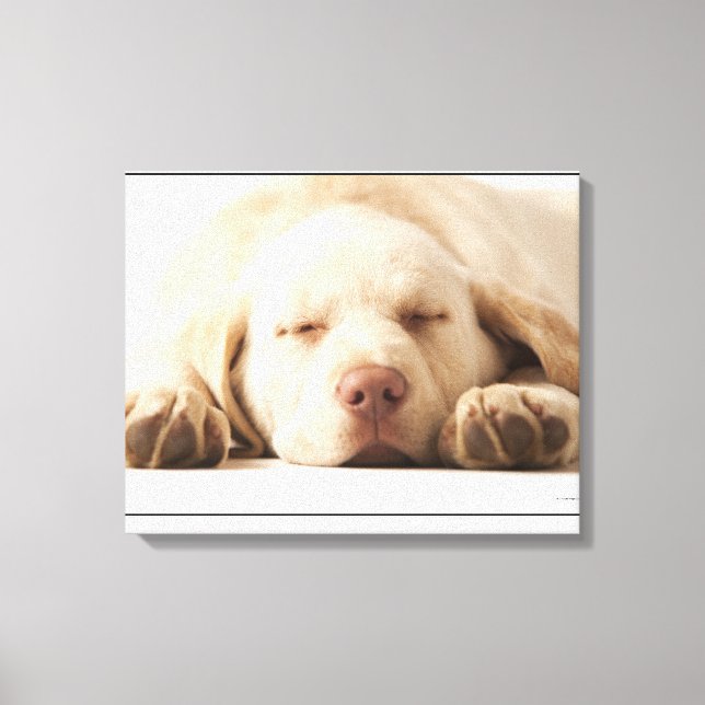 Studio portrait of Yellow Labrador Retriever Canvas Print (Front)
