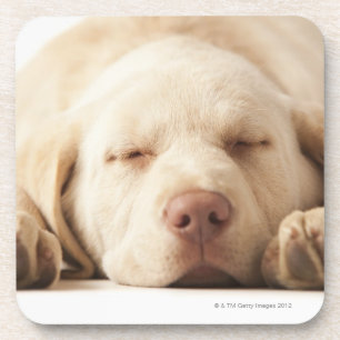 Studio portrait of Yellow Labrador Retriever Coaster
