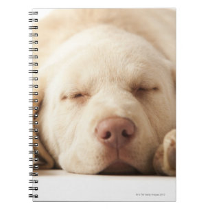 Studio portrait of Yellow Labrador Retriever Notebook