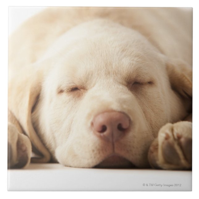 Studio portrait of Yellow Labrador Retriever Tile (Front)