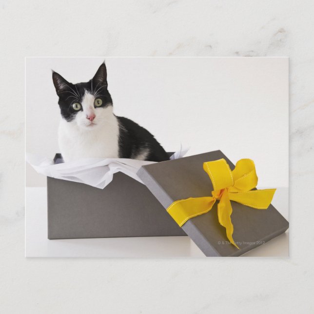 Studio shot of black and white cat in gift box postcard (Front)