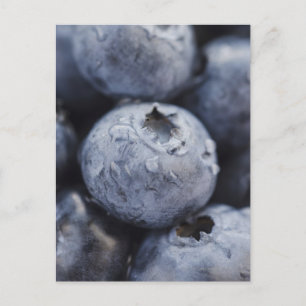 Studio shot of blueberries 2 postcard