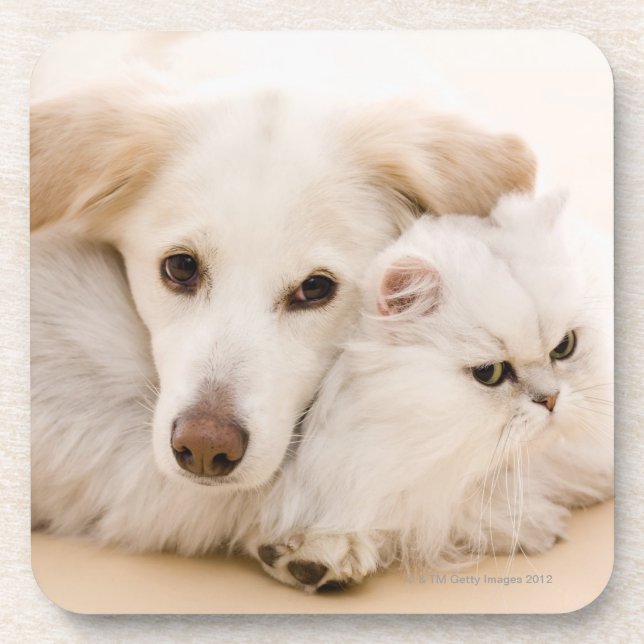 Studio shot of cat and dog coaster (Front)