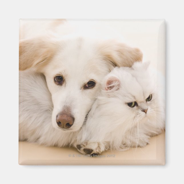 Studio shot of cat and dog magnet (Front)