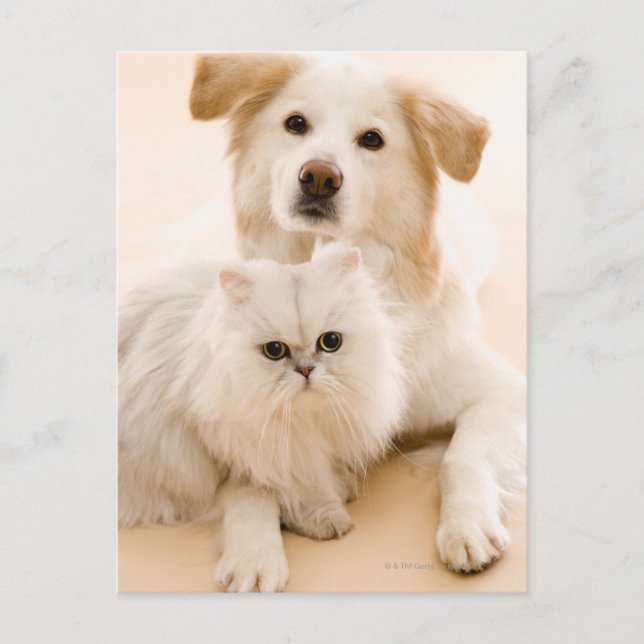 Studio shot of cat and dog postcard (Front)