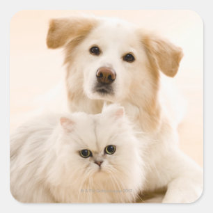 Studio shot of cat and dog square sticker