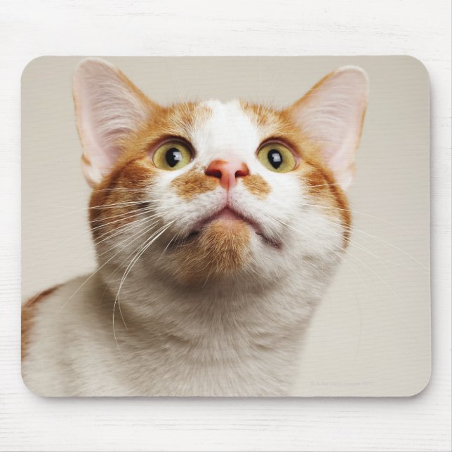 Studio shot of cat looking up mouse mat (Front)