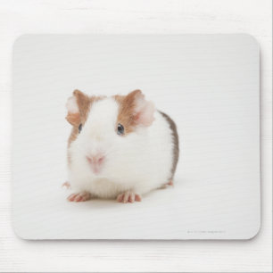 Studio shot of Guinea Pig Mouse Mat