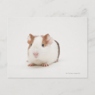 Studio shot of Guinea Pig Postcard