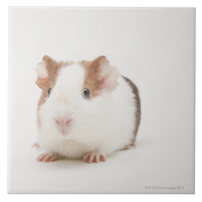 Studio shot of Guinea Pig Tile (Front)