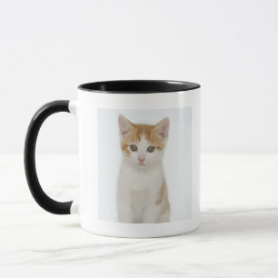 Studio shot of kitten mug