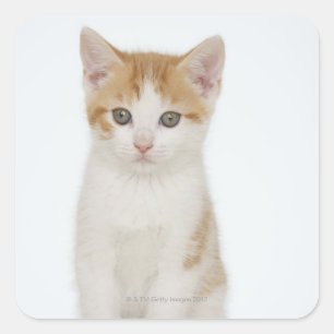 Studio shot of kitten square sticker