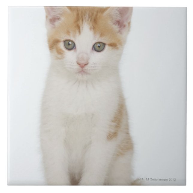 Studio shot of kitten tile (Front)