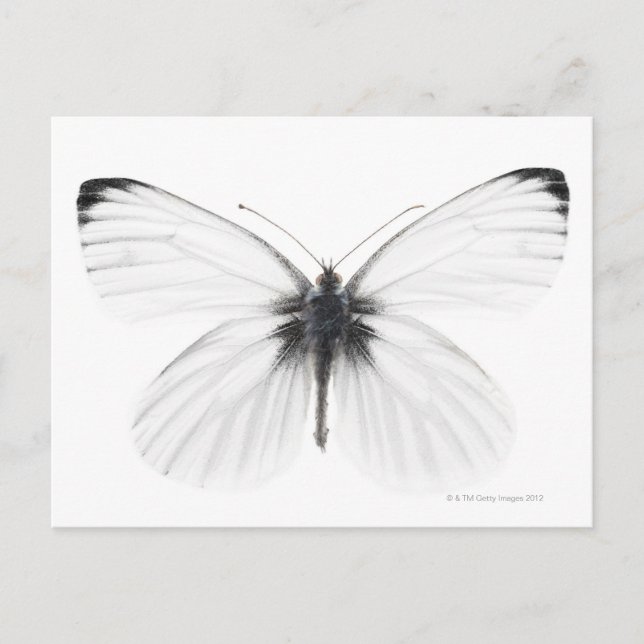 Studio shot of sharp-veined white butterfly postcard (Front)