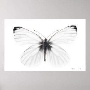 Studio shot of sharp-veined white butterfly poster