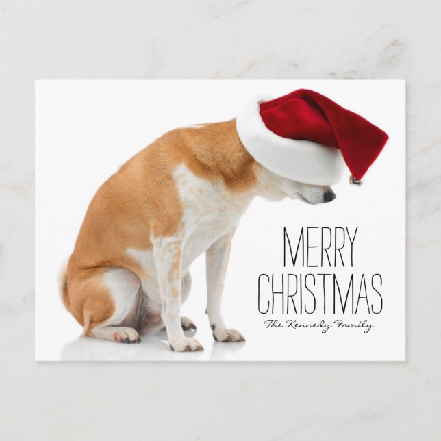 Studio shot of Shiba Inu dog wearing Santa hat Holiday Postcard (Front)
