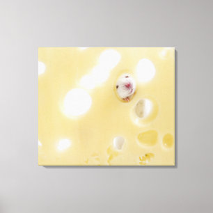Studio shot of white mouse looking through hole canvas print