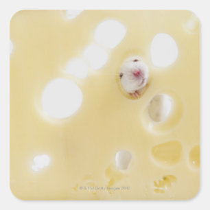 Studio shot of white mouse looking through hole square sticker