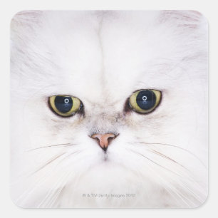 Studio shot of white Persian cat Square Sticker