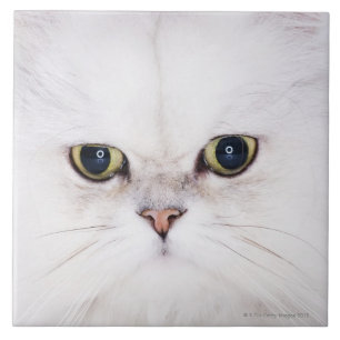 Studio shot of white Persian cat Tile