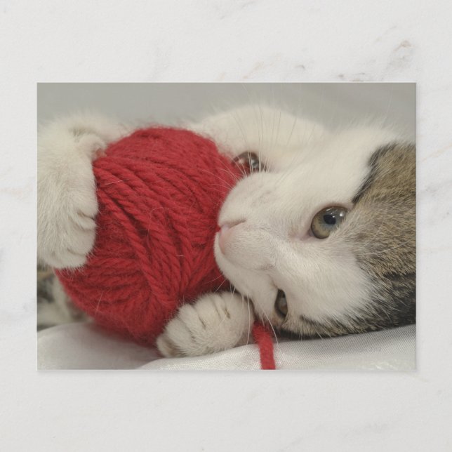 Studio shot postcard (Front)