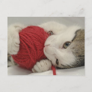 Studio shot postcard