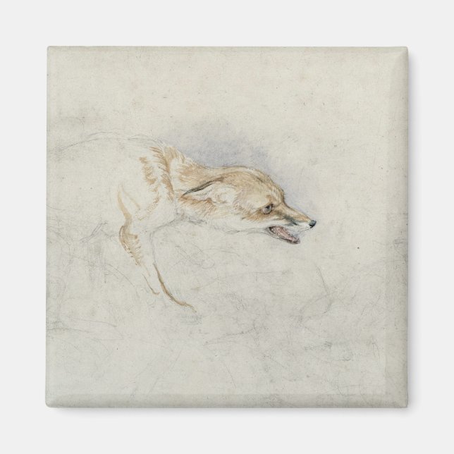 Study of a crouching Fox, facing right verso: fain Magnet (Front)