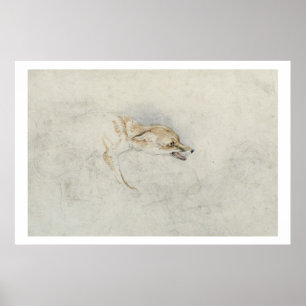 Study of a crouching Fox, facing right verso: fain Poster