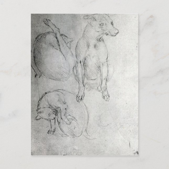 Study of a dog and a cat, c.1480 postcard (Front)