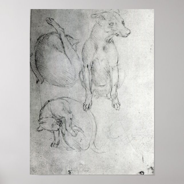 Study of a dog and a cat, c.1480 poster (Front)