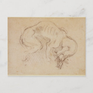 Study of a dog postcard
