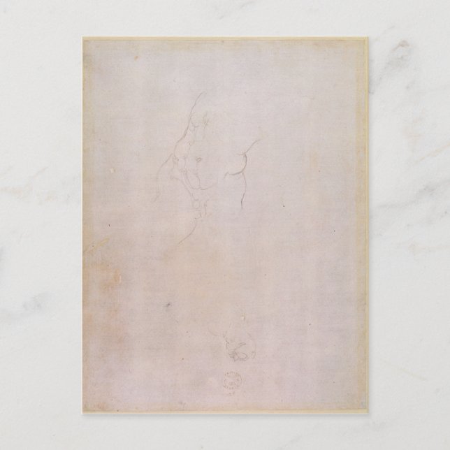 Study of a male torso postcard (Front)