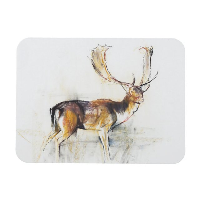 Study of a Stag Magnet (Horizontal)