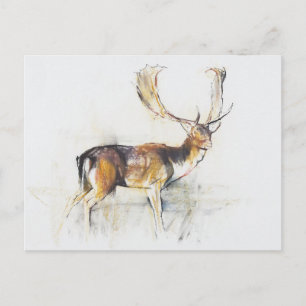 Study of a Stag Postcard