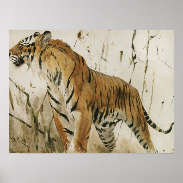 Study Of A Tiger by Wilhelm Kuhnert Poster (Front)