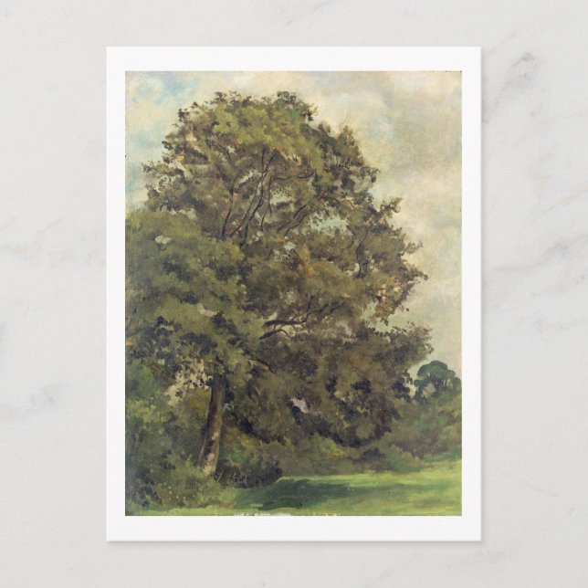 Study of an Ash Tree, c.1851 (oil on paper on pane Postcard (Front)