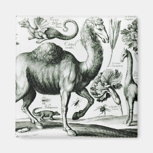 Study of Animals and Flowers, engraved Magnet