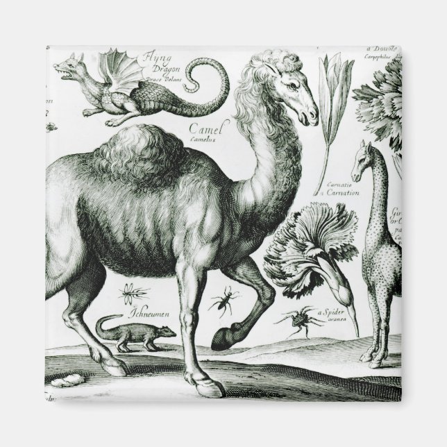 Study of Animals and Flowers, engraved Magnet (Front)