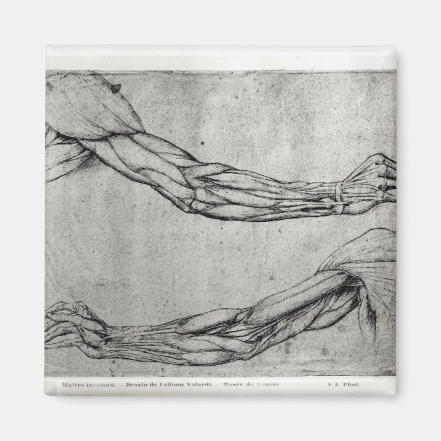 Study of Arms Magnet (Front)