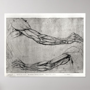 Study of Arms Poster