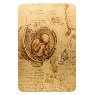 Study of baby foetus by Leonardo da Vinci Magnet