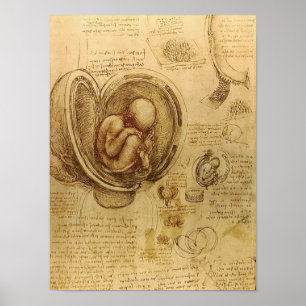 Study of baby foetus by Leonardo da Vinci Poster