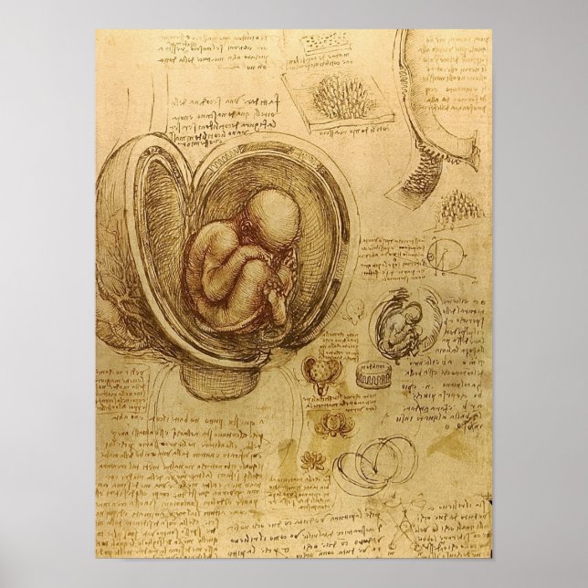 Study of baby foetus by Leonardo da Vinci Poster (Front)