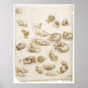 Study of Cats, Leonardo da Vinci Poster