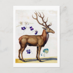 Study of Deer and Flower, Arcimboldo Postcard