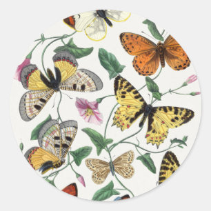 Study of diurnal butterflies by Paul Gervais Classic Round Sticker