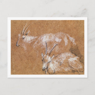 Study of Goats (drawing) Postcard