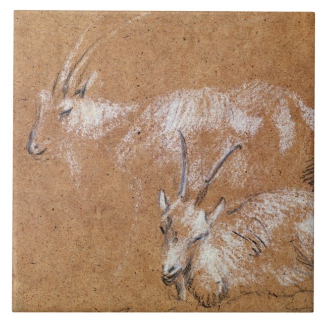 Study of Goats (drawing) Tile (Front)