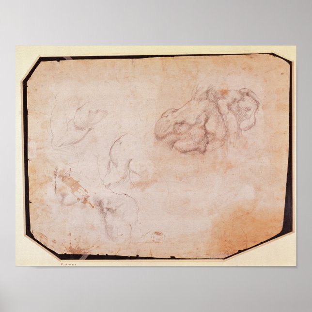 Study of Muscles Poster (Front)