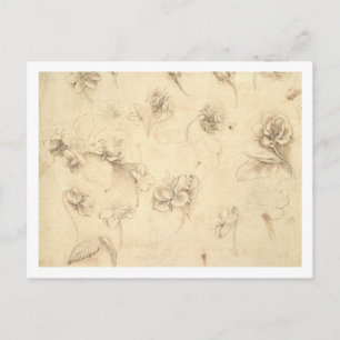 Study of the Flowers of Grass-like Plants (Briza M Postcard